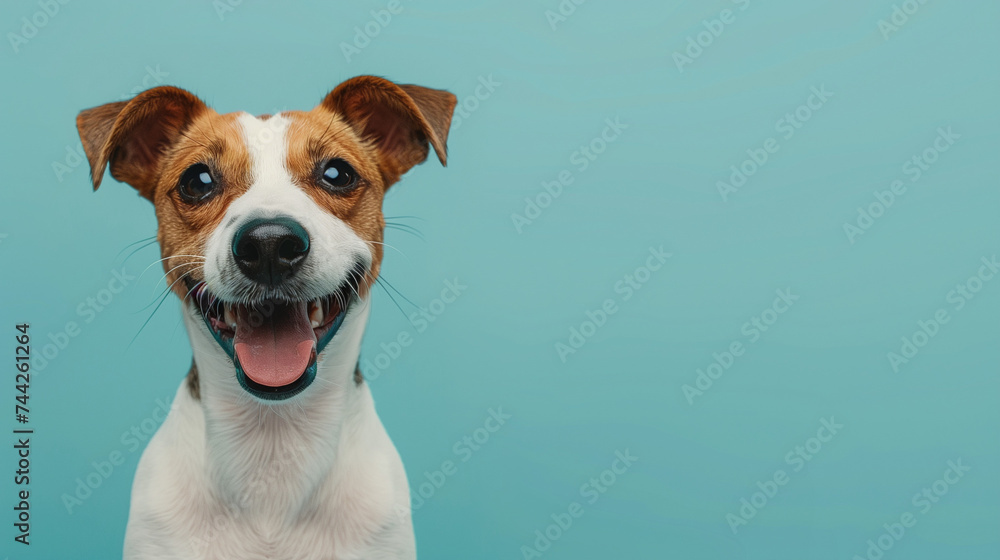 Portrait of a Happy Jack Russell Terrier Dog Against a Blue Background Portrait of a Happy Jack Russell Terrier Dog Against a Blue Background
