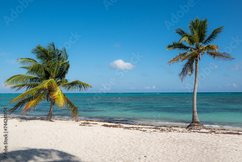 Fototapeta Naklejka Na Ścianę i Meble -  Palm trees along a beach on the ocean shore. Tulum, Mexico