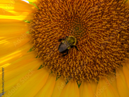 Closeup of bee gathering pollen on sunflower (ID: 744262407)