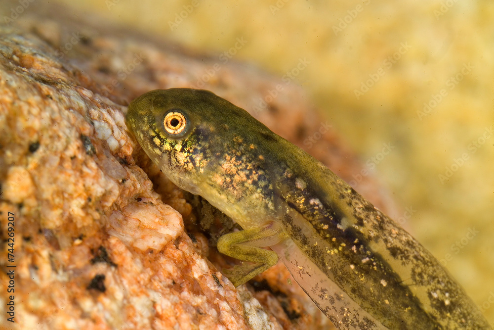Fototapeta premium tadpole of Hyla arborea. Monte Limbara, Tempio, OT, Sardinia, Italy