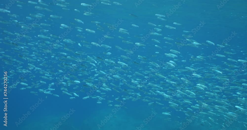 silversides atherinas sun shine and beams underwater silverside fish school Atherina boyeri silversides atherinas sun shine and beams underwater silverside fish school Atherina boyeri