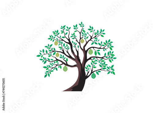 durian tree vector illustrations