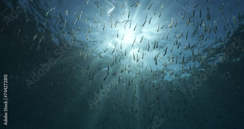 atherina silverside fish scenery underwater sun beams sun rays underwater mediterranean sea sun shine relaxing ocean scenery photo