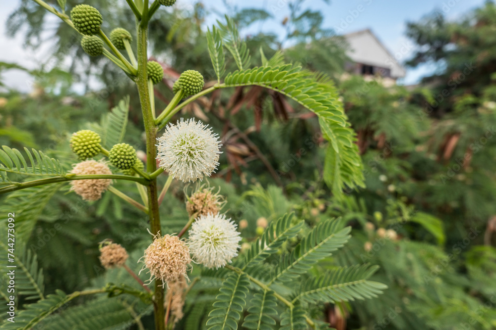 Weisskopf-Mimose,Wilde Tamarinde (Leucaena leucocephala) Weisskopf-Mimose,Wilde Tamarinde (Leucaena leucocephala)