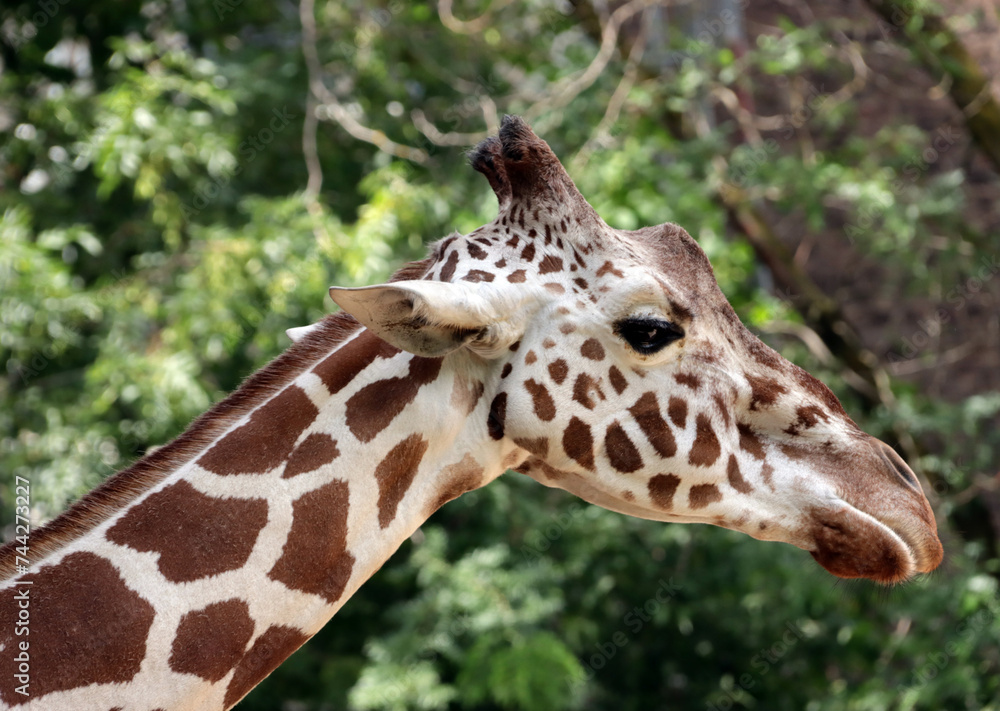 Portrait einer Giraffe (Giraffa spec.) Portrait einer Giraffe (Giraffa spec.)
