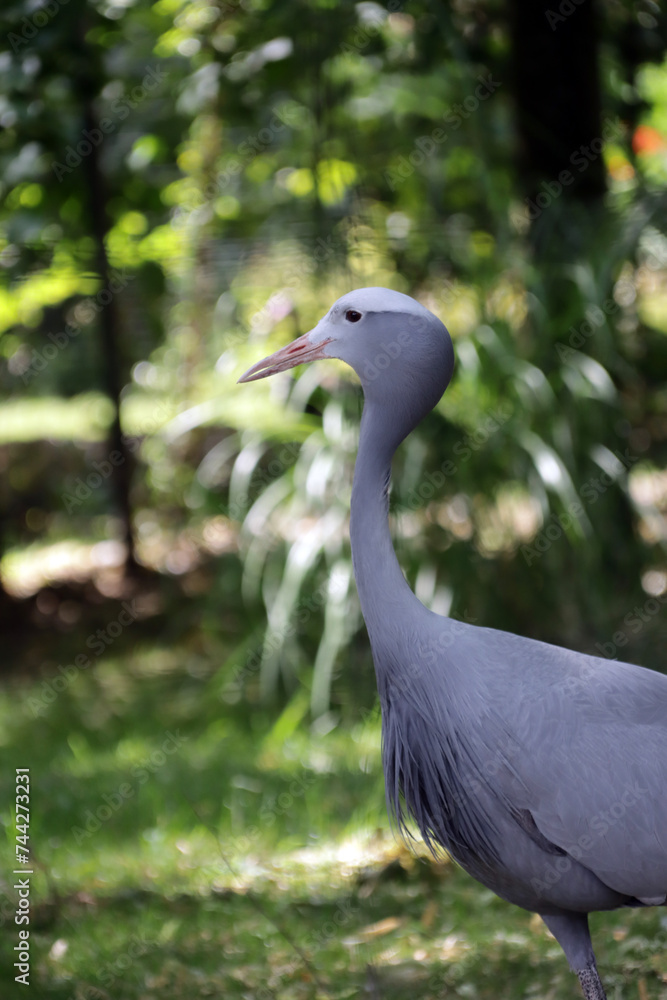 Fototapeta premium Paradieskranich (Anthropoides paradisea, Syn. Grus paradisea)