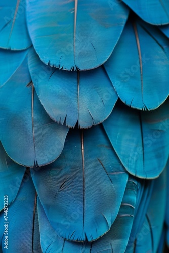 Blue feathers close-up background.