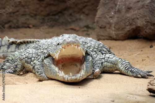 Nilkrokodil (Crocodylus niloticus) photo