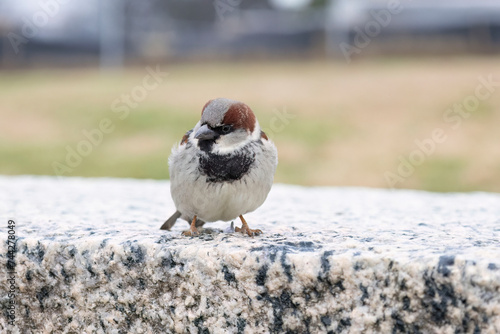  House Sparrow (Passer domesticus)
