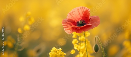 Vibrant red poppy flower standing out in a sea of yellow blossoms on a sunny field