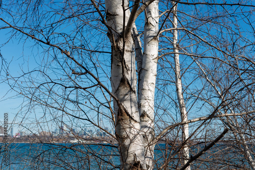 birch trees on a blue sky with city of Toronto skyline in the background (shallow depth of field)