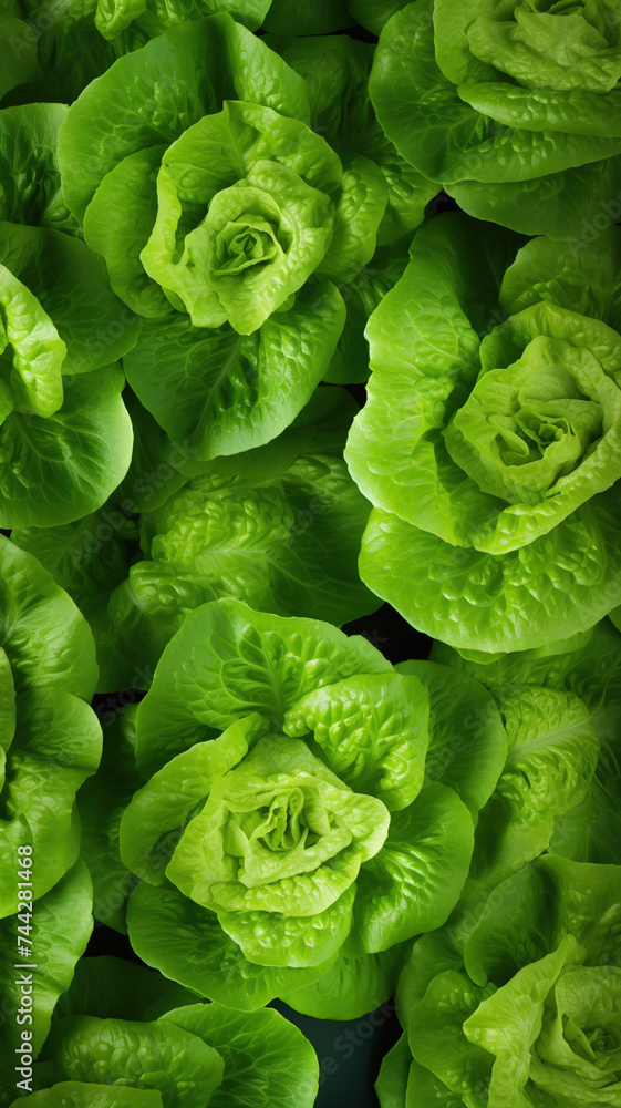 Green Lettuce Heads Clustered Background, top view Green Lettuce Heads Clustered Background, top view