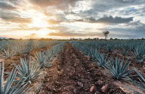 Plantio de Agave tequilana, Tequila, Jalisco. photo