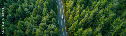 Aerial view of car on rural asphalt road in deep fir forest