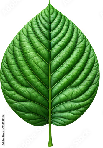 green leaf isolated transparent