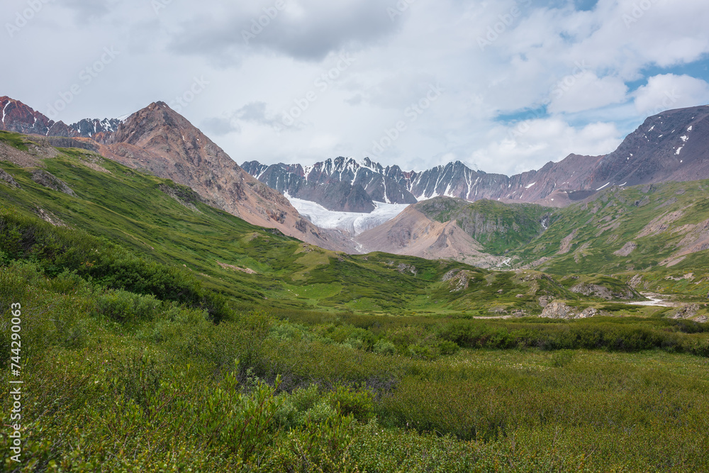 Scenic landscape with dense thicket in green alpine valley. Lush flora on hills and rocks with view to big glacier and large snow mountain range far away under gray cloudy sky. Awesome high mountains.