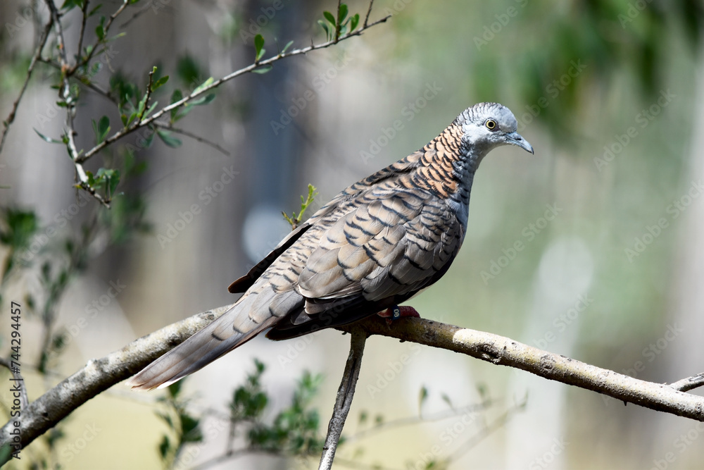 the bar shouoldered dove has a blue-grey head, neck and upper breast, with a distinctive reddish-bronze patch on the hindneck, with dark barring. the bar shouoldered dove has a blue-grey head, neck and upper breast, with a distinctive reddish-bronze patch on the hindneck, with dark barring.