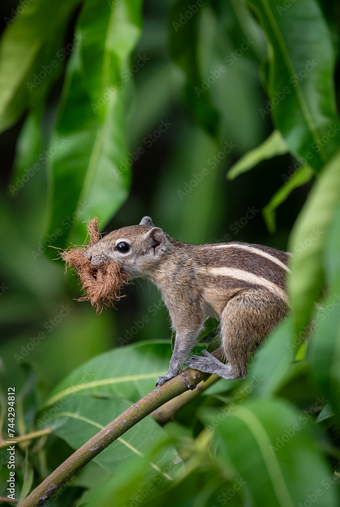 squirrel on a tree squirrel on a tree