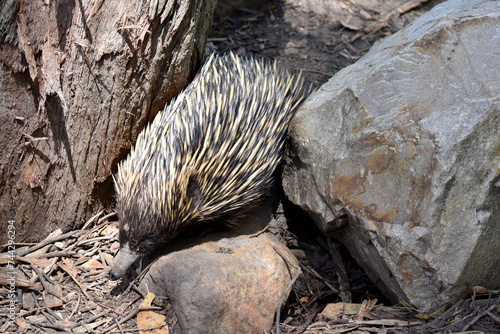 the short nosed has strong-clawed feet and spines on the upper part of a brownish body. The snout is narrow and the mouth is small, with a tongue that is long and sticky photo