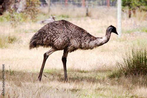 Emus are covered in primitive feathers that are dusky brown to grey-brown with black tips. The Emu's neck is bluish black and mostly free of feathers.