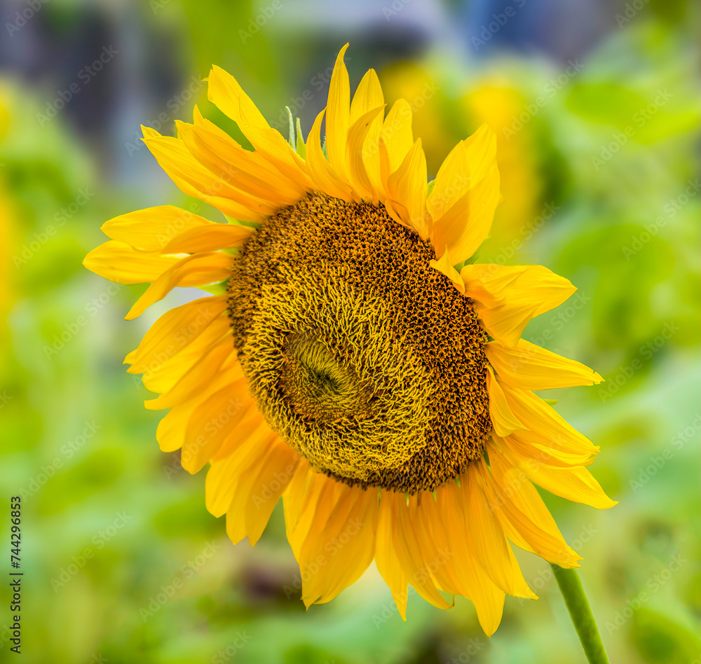 Close-up of a sunflower in full bloom