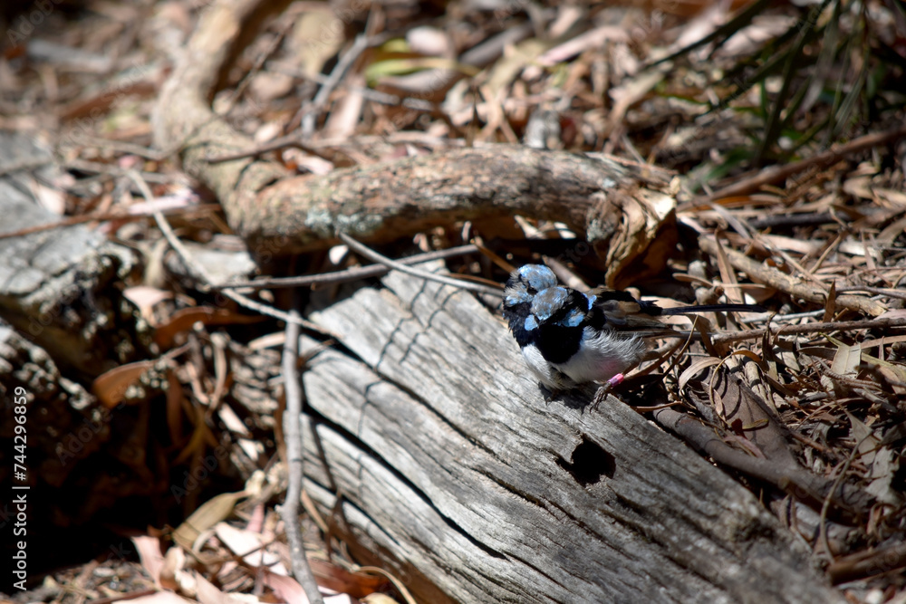 Male fairy wrens have rich blue and black plumage above and on the throat. The belly is grey-white and the bill is black. Male fairy wrens have rich blue and black plumage above and on the throat. The belly is grey-white and the bill is black.
