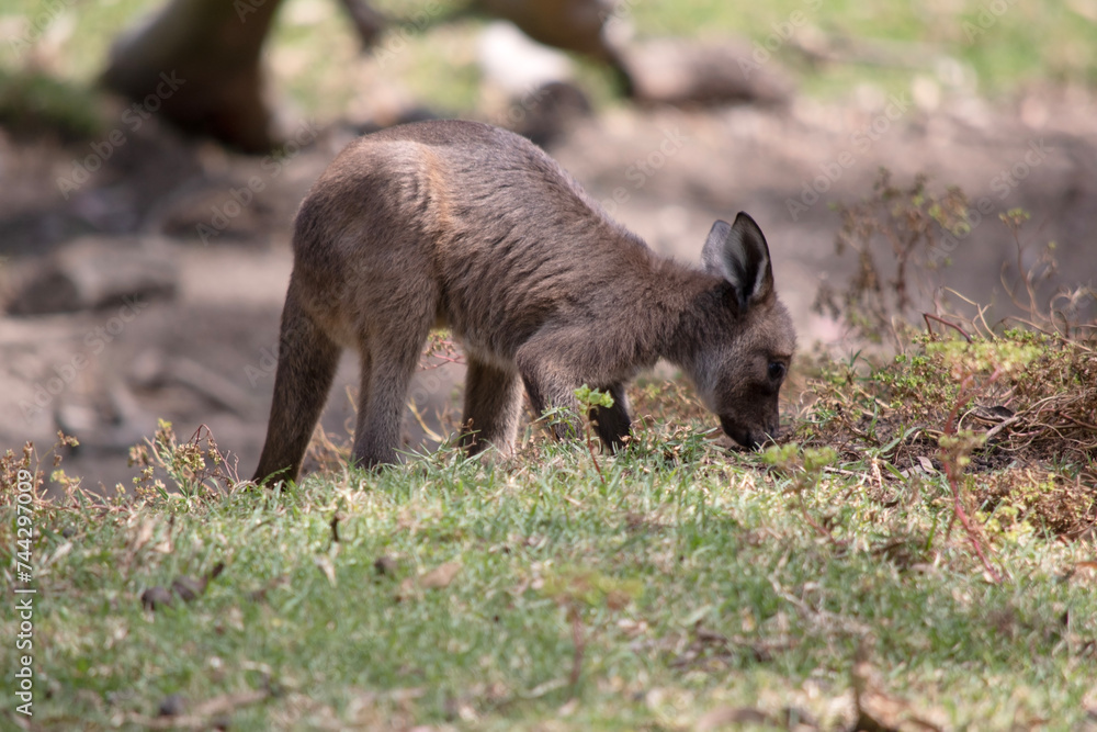 the kangaroo-Island Kangaroo joey has a brown body with a white under belly. They also have black feet and paws the kangaroo-Island Kangaroo joey has a brown body with a white under belly. They also have black feet and paws