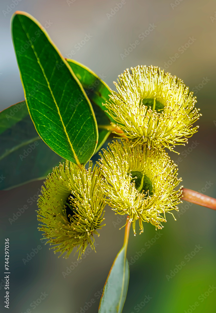 The yellow flowered blackbutt or eucalyptus stricklandii is a beautiful small tree with large soft yellow blossoms in early spring in western Australias south west where it is endemic.