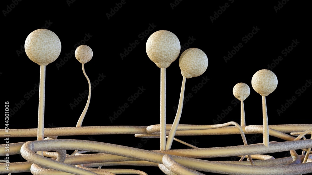 3d rendering Mucor, also known as black fungus, is a lifethreatening
