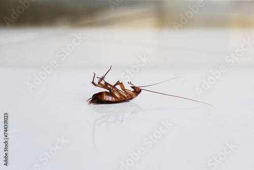 A dead cockroach on house floor