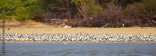 Greater crested tern beautifully shot in kundapura in south india