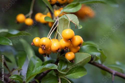 colorful orange berries pyracantha teton hanging from a branch with blurred background