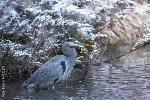 great blue heron in river on a snowy day near boise idaho 
