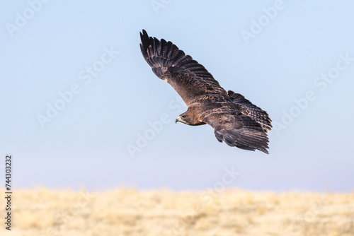 swainson's hawk flying in Morley Nelson Snake River Birds of Prey Conservation Area photo