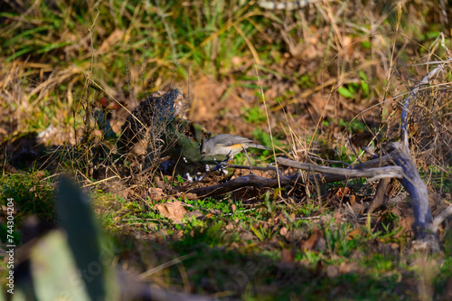 Black Crested Titmouse near Mason Texas