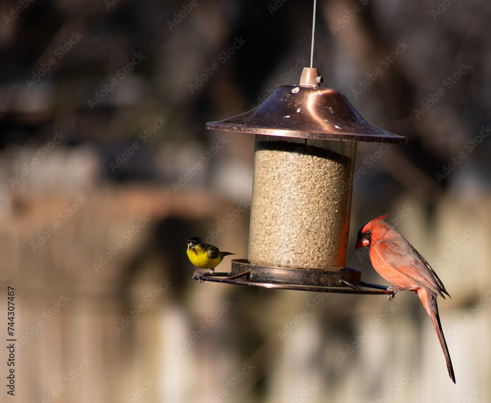 Naklejka premium Male cardinal and goldfinch on a bird feeder