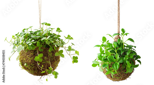 Hanging Kokedama traditional plant from Japan on a transparent PNG background.