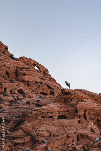 Wallpaper Mural Bighorn sheep silhouette  Torontodigital.ca