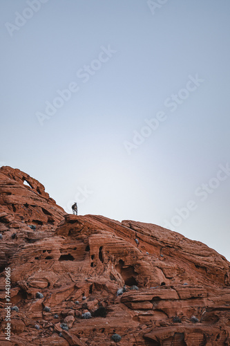 Wallpaper Mural Bighorn sheep Silhouette  Torontodigital.ca