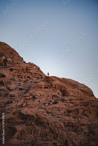 Wallpaper Mural Young Bighorn Sheep Torontodigital.ca