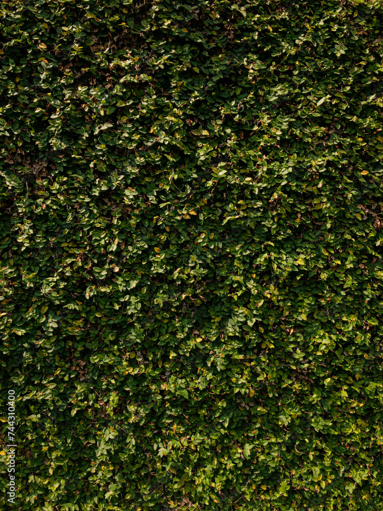 Small green leaves background, greenwall, texture Small green leaves background, greenwall, texture