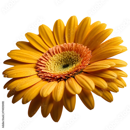 Gerbera Daisy image isolated on a transparent background PNG photo