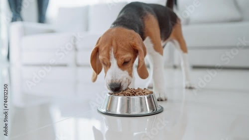 Cute puppy dog beagle running to bowl feed eating on a floor at home. Adorable pet concept