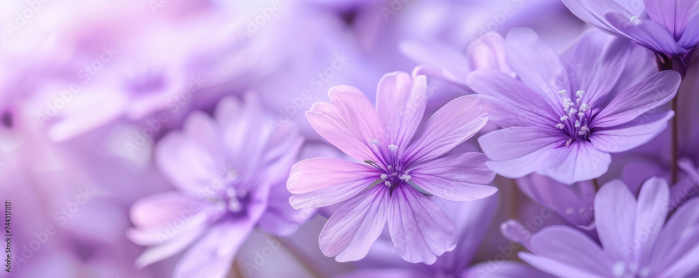 purple flowers purple flowers