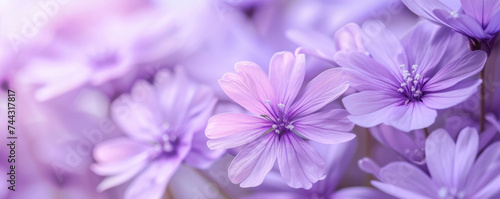 purple flowers  © Hector