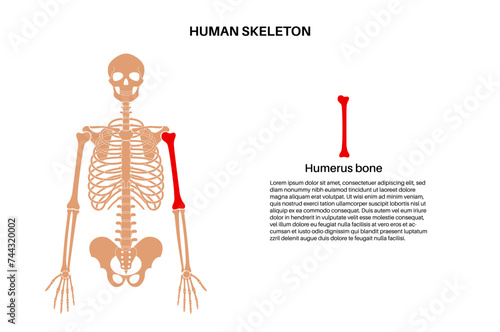 Humerus bone anatomy