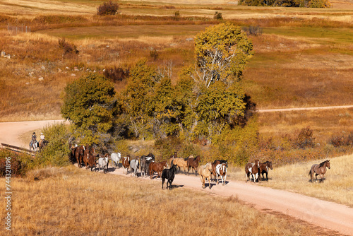 Horse herd remuda moving by wranglers cowgirls photo