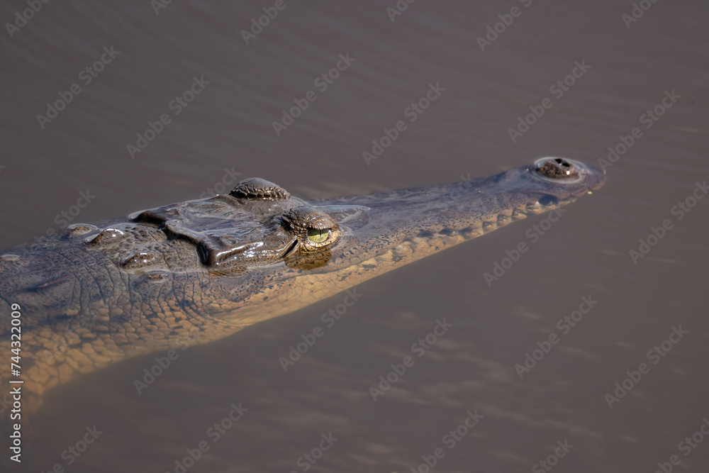 Caiman Crocodile face under water at Palo Verde Park in Costa Rica Caiman Crocodile face under water at Palo Verde Park in Costa Rica