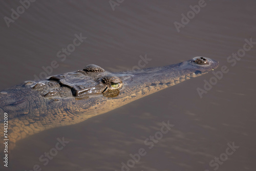 Caiman Crocodile face under water at Palo Verde Park in Costa Rica