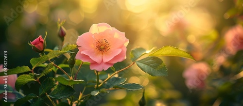 Radiant pink rose illuminated by the warm sunlight, symbolizing love and beauty in nature
